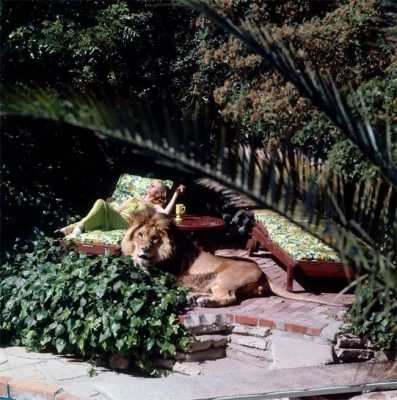 Нил - любимый лев Типпи Хедрен