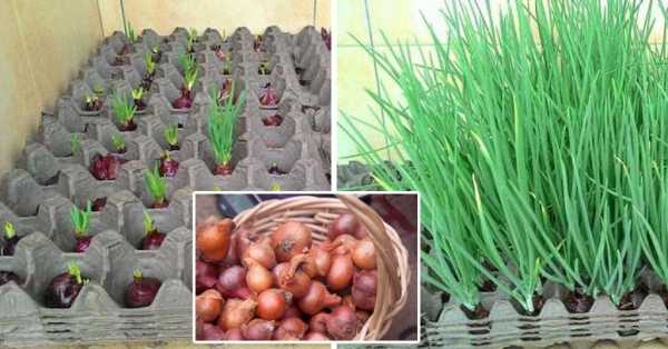
						Зелень к новому году: пора посадить лук! Интересный способ выращивания в яичных решетках