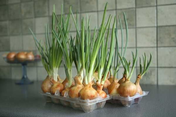 
						Зелень к новому году: пора посадить лук! Интересный способ выращивания в яичных решетках