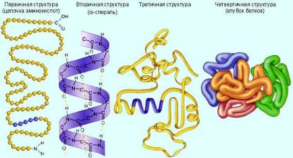 Может ли слишком много белка навредить здоровью