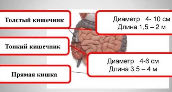 7 интересных фактов о вашем кишечнике