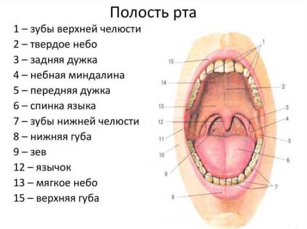 Почему для человека важны рот и зубы