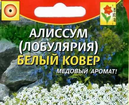 Алиссум и лобулярия: одно и то же или нет