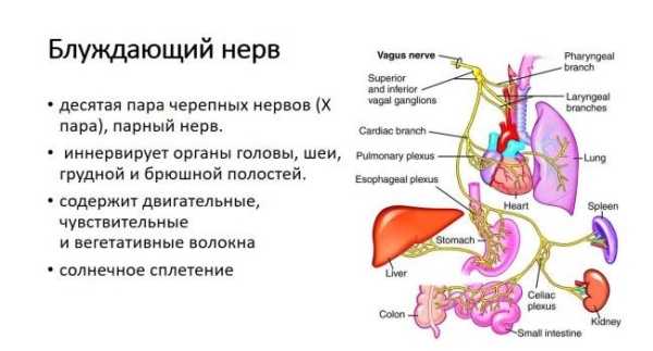 Что такое блуждающий нерв, как его стимулировать