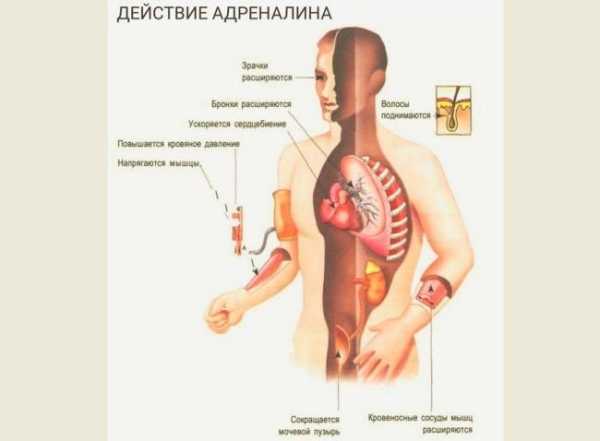 Что такое адреналин