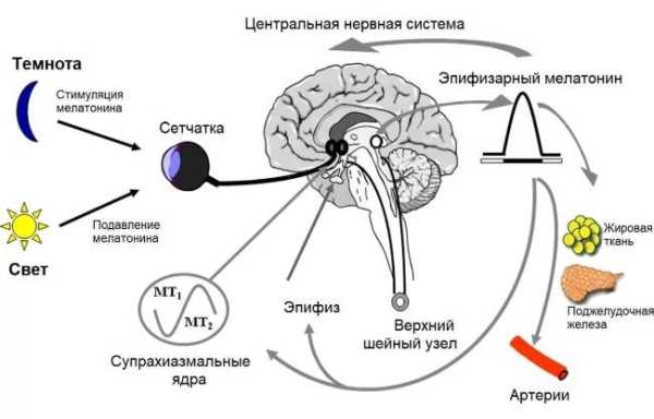 Что такое мелатонин