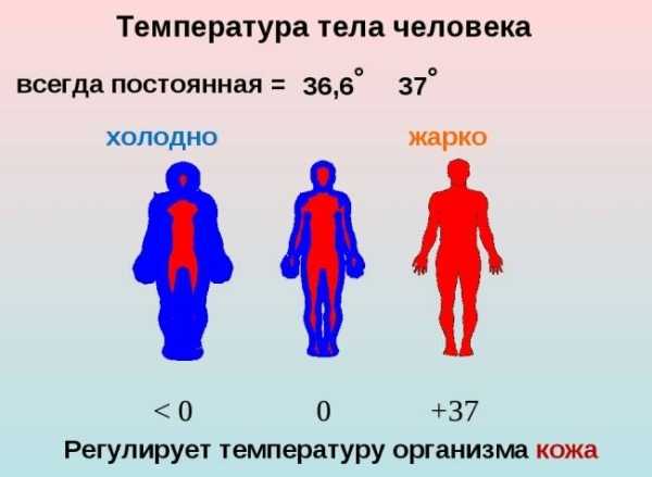 Почему человек часто мерзнет