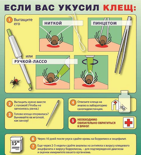 Укус клеща - что делать если укусил клещ, как достать