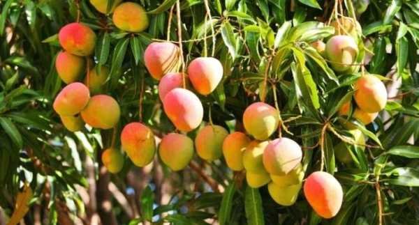 Польза манго для здоровья