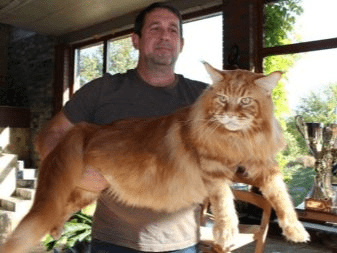Самый большой кот на нашей планете, занесён в книгу рекордов Гиннеса