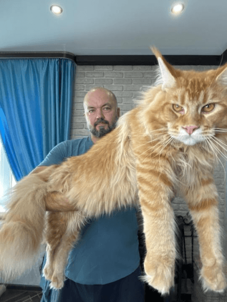 Самый большой кот на нашей планете, занесён в книгу рекордов Гиннеса