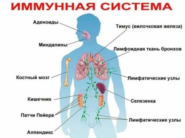 Почему иммунная система дает сбой