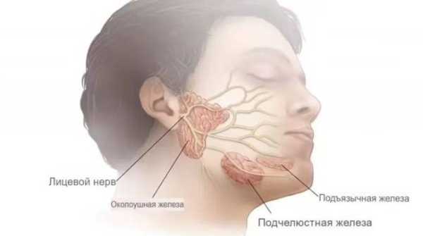 Что такое слюна и как она меняет вкус пищи