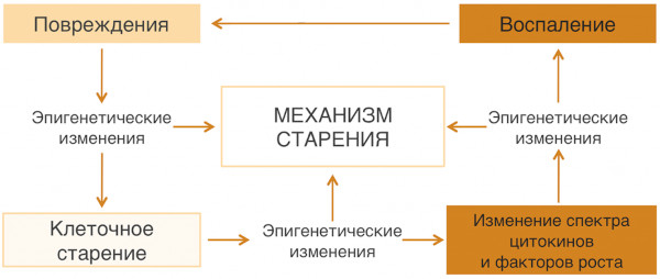 Признаки старения кожи. Первые у женщин, молекулярные и морфологические, лица